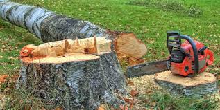 Best Stump Grinding and Removal  in Temple City, CA