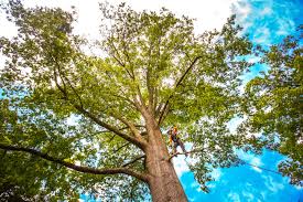 Best Tree Health Inspection  in Temple City, CA