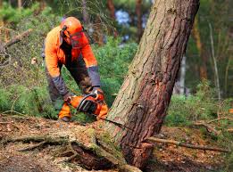 Best Tree Cabling and Bracing  in Temple City, CA