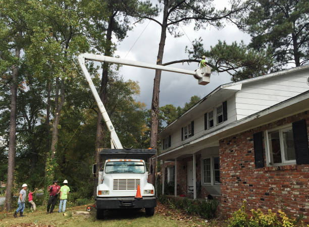How Our Tree Care Process Works  in  Temple City, CA