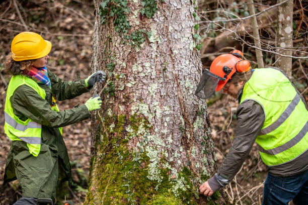 Best Commercial Tree Services  in Temple City, CA