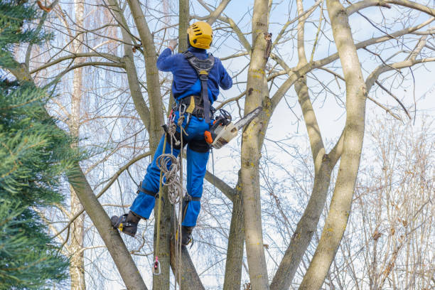 Best Hedge Trimming  in Temple City, CA