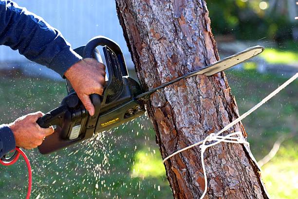Trusted Temple City, CA Tree Care Experts