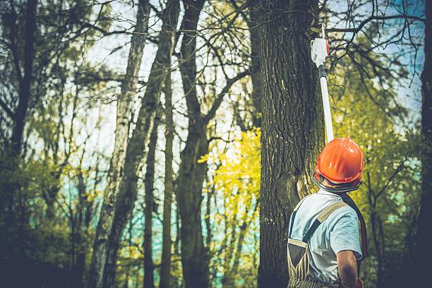 Best Tree Maintenance Programs  in Temple City, CA