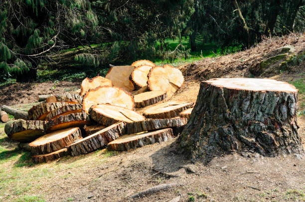 Best Root Management and Removal  in Temple City, CA